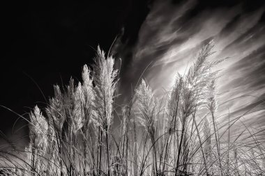 Beyaz Tüy Pampas Çimi yazın, İngiltere, İngiltere