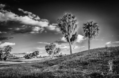 Gün batımında gereksiz bir golf sahasında ağaçlar, Grand Cayman, Cayman Adaları