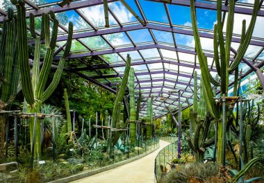 Singapur, 5 Şubat 2024, Güneş Köşkü 'ndeki kaktüs manzarası, Körfez kıyısındaki Gardens' ta cam bir sera.