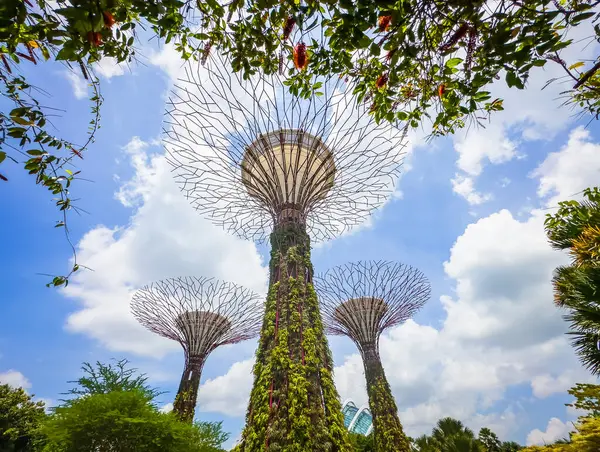 stock image Singapore, Feb 5th 2024, view of Supertrees at Supertree Grove in Gardens by the Bay