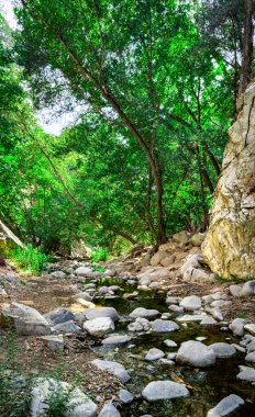 Arroyo Seco 'nun manzarası, Los Angeles' taki Switzer Şelalesi 'ndeki San Gabriel Dağları' nda bir dere..