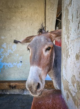 Arizona, Oatman 'da bir eşeğin kafasını yakın.