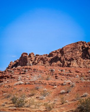 Nevada, Ateş Vadisi 'ndeki bir tepede Bighorn koyunlarının görüntüsü.