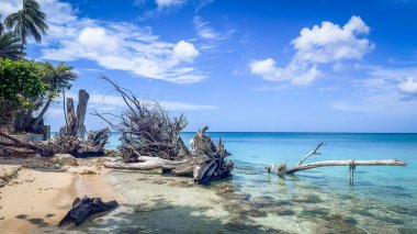Seven Mile Beach, Grand Cayman 'da ölü sandıklar.