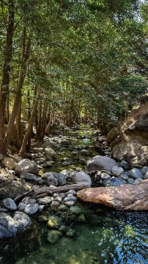 Arroyo Seco 'nun manzarası, Los Angeles' taki Gabrielino patikasındaki San Gabriel Dağları 'nda bir dere..