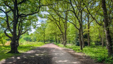 İlkbaharda Wimbledon Common 'da bir patika görüntüsü