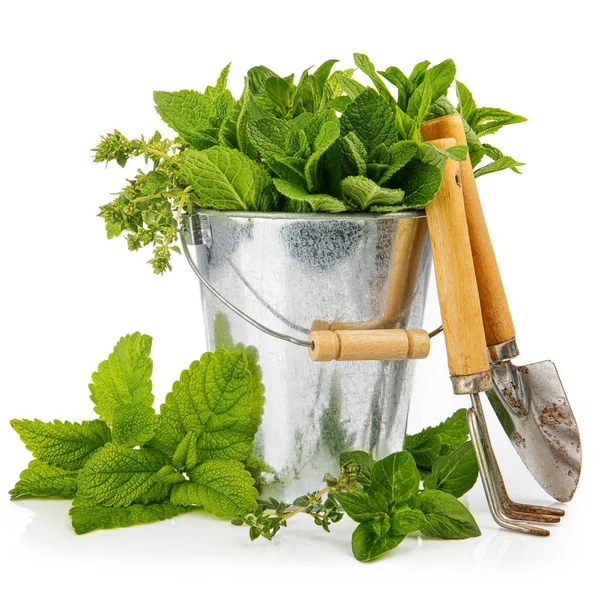 Spicy Herbs Basket Gardening Farming Still Life Fresh Spice Mint — Stock Photo, Image