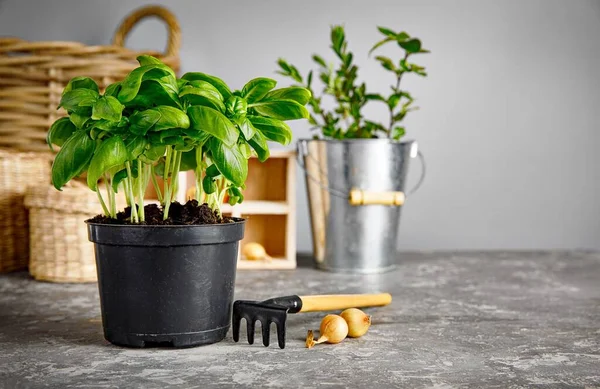 Fresh Basil Pot Garden Tool Gardening Farming Spicy Herb Garden — Stock Photo, Image