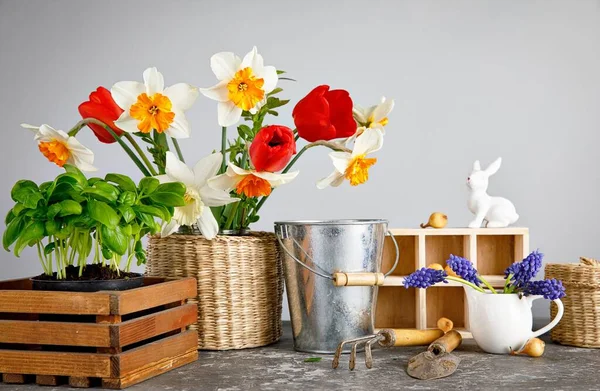 园艺耕作 小苗罗勒和洋葱 春花丛生 花园工具 灰色背景和木制桌子 — 图库照片