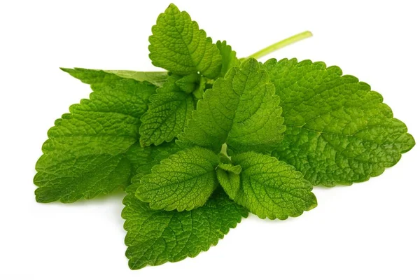 Ingrediente Ervas Verdes Hortelã Folha Fresca Para Bebida Mojito Isolado — Fotografia de Stock