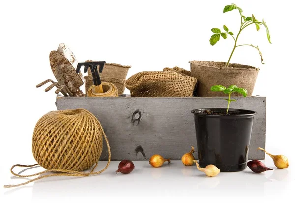 Κηπουρική Καλλιέργεια Εργαλεία Κήπου Σπορόφυτα Κρεμμύδι Και Βασιλικό Ξύλινο Κουτί — Φωτογραφία Αρχείου