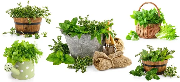 Collage Mix Set Green Herbs Braided Basket Isolated White Background — Stock Photo, Image