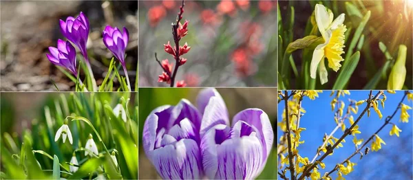 Collage Mix Set Von Krokus Frühlingsblumen Garten Sonniger Frühlingstag Mit — Stockfoto