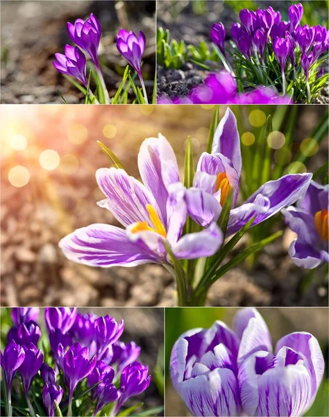 Conjunto Mistura Colagem Flores Primavera Crocus Jardim Tempo Ensolarado Dia — Fotografia de Stock