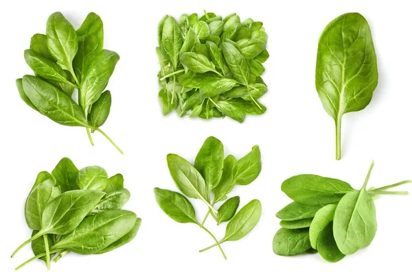 新鮮な緑の葉のほうれん草の束のコラージュミックスセット 健康的な自然有機野菜を食べる ベッド付きの緑 白い背景に隔離された — ストック写真