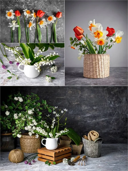 Kollázs Mix Készlet Tavaszi Virág Tulipánok Nárciszok Fonott Kosárban Szürke — Stock Fotó
