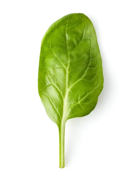 Spinat Bund Frisches Grünes Blatt Gesunde Ernährung Natürliches Bio Gemüse — Stockfoto