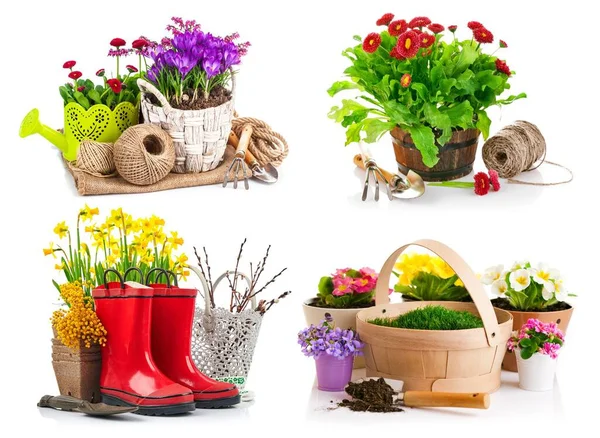 Kollázs Keveréke Garden Tavaszi Virágok Crocus Fonott Kosárban Öntözőkanna Szerszámok — Stock Fotó