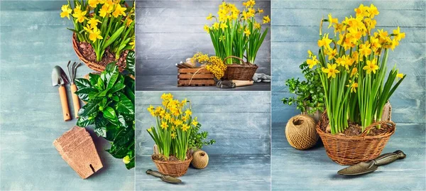 Collage Mix Set Frühlingsblumen Narzisse Mit Garteninventar Auf Holzbrett — Stockfoto