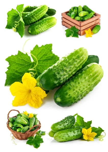 Collage Mix Sada Čerstvé Okurky Dřevěné Krabici Zeleným Listem Květem — Stock fotografie