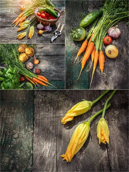 Conjunto Mistura Colagem Legumes Colheita Com Ervas Especiarias Placa Madeira — Fotografia de Stock