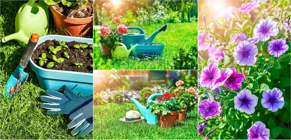 Collage mix set of Home gardening and flower-growing still-life of flower in pot with watering can garden tools on green grass.