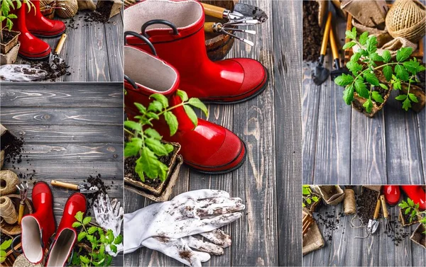素朴なスタイルで木製ボード上の土壌の赤いブーツや苗トマトと園芸ツールのコラージュミックスセット コピースペーストップ表示 — ストック写真