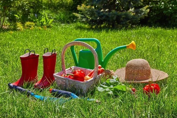 정원에서 자라는 도구와 식탁에 묘목들 — 스톡 사진