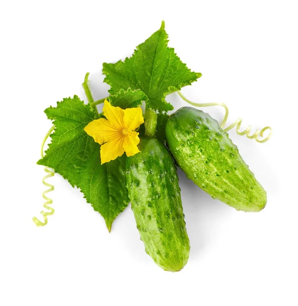 Frische Gurken Mit Gelben Blüten Und Grünen Blättern Grün Reif — Stockfoto