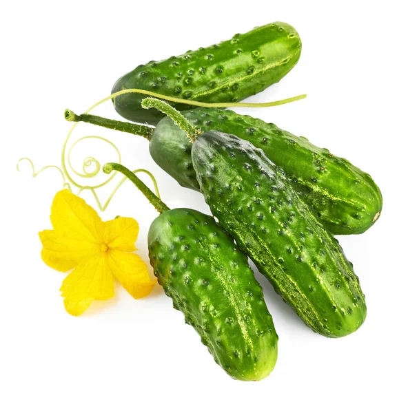 Čerstvé Okurky Žlutými Květy Zelenými Listy Zralá Okurková Zelenina Organické — Stock fotografie