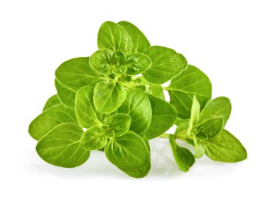 Oregano Herb yeşili yapraklar. Pişirmek için taze baharat. Bahçecilik, beyaz arka planda izole edilmiş