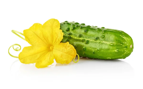 Frisches Grüngurkengemüse Mit Gelben Blüten Natürliche Bio Lebensmittel Isoliert Auf — Stockfoto