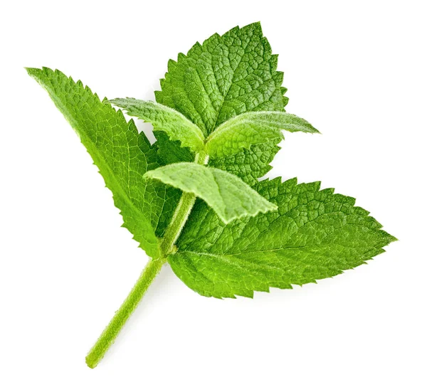Fresh Green Mint Leaves Organic Herb Spice Leaf Natural Gardening — Stock Photo, Image