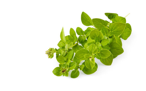 Branch of oregano spices herbs. Fresh spicy herb. Gardening farm