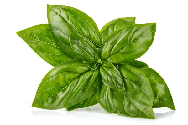 Čerstvé Zelené Listy Bazalky Basil Organický Bylinkový List Izolováno — Stock fotografie