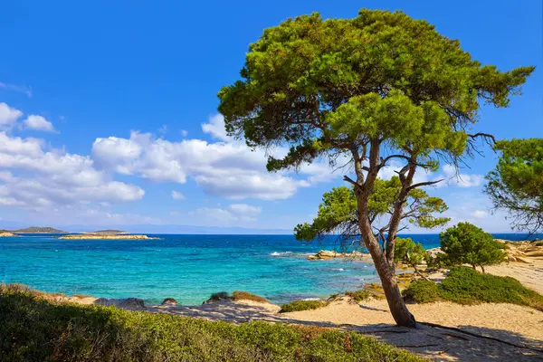 Karidi Beach Peninsula Sithonia Chalkidiki Greece Lonely Green Pine Tree — Stock Photo, Image