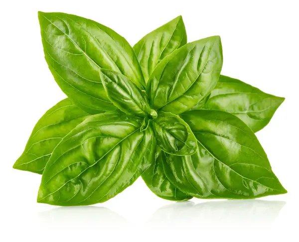 Fresh Green Basil Leaves Basil Organic Herb Leaf Isolated Stock Picture