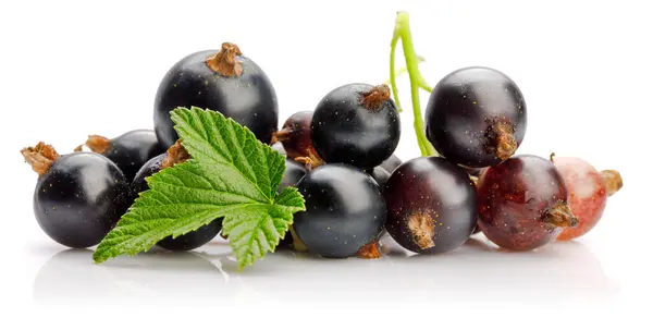 Berries Black Currant Green Leaf Fresh Fruit Isolated Stock Picture