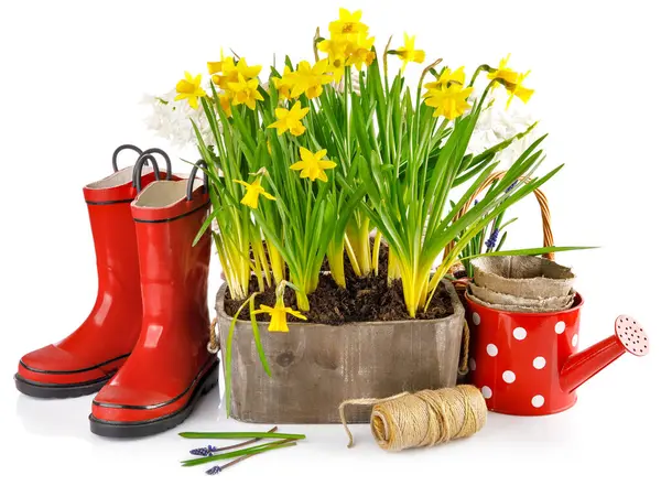 Frühlingsblumen Topf Mit Roten Gummistiefeln Und Gartengeräten Stockfoto