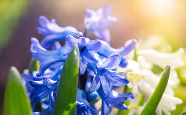 Frühlingsblaue Hyazinthe Blühende Blume Auf Blumenbeet Gartenarbeit lizenzfreie Stockfotos
