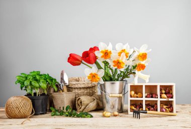 Bahçıvanlık. Fesleğenli ve soğanlı tohumlar.