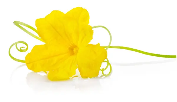 キュウリ植物の黄色い花 天然キュウリ野菜 ロイヤリティフリーのストック画像