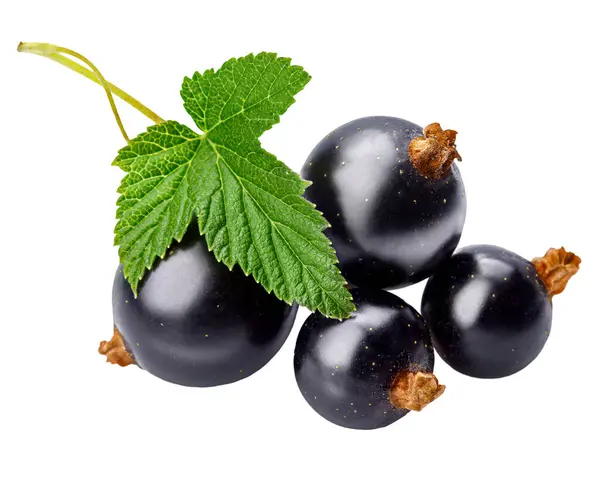 Bayas Grosella Negra Con Hoja Verde Fruta Fresca Aislada Sobre Fotos de stock libres de derechos