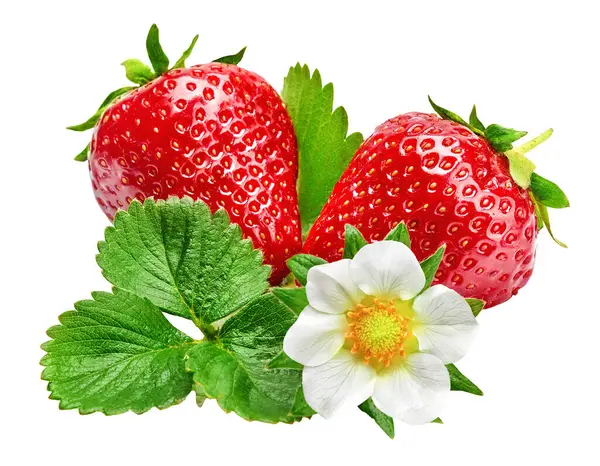 Erdbeeren Mit Grünem Blatt Und Blüten Isoliert Auf Weißem Rücken Stockfoto