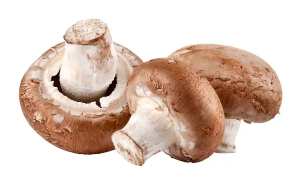 新鲜蘑菇香菇在白色背景上被分离出来 有机污染物 免版税图库照片