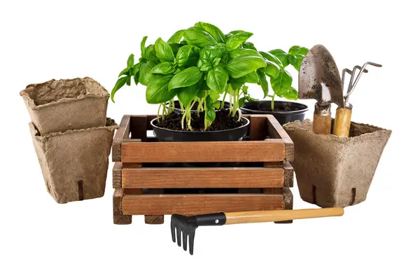 Jardinería Herramientas Cultivo Para Grawing Alimentos Orgánicos Hierba Picante Imagen de stock