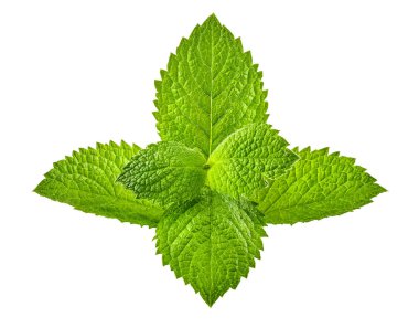 Yeşil nane yaprağı. Mo için taze aromatik bitkiler.