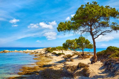 Sithonia yarımadasındaki Karidi Sahili. Chalkidiki. Yunanistan. Beyaz kumlu çam ağaçları ve kayalarla Ege Denizi manzarası. Popüler turistik tatil beldesi