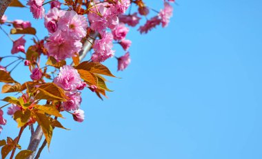 Saf mavi gökyüzündeki ağaç dalında bulunan Sakura pembe çiçekleri. Asya 'da bahar mevsimi çiçek açıyor. Japon çiçeği. Metin için çalışma alanı.