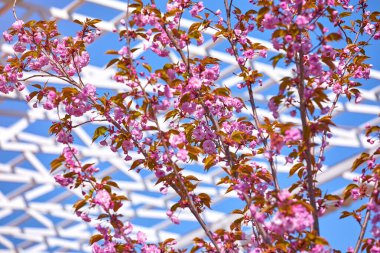 Saf mavi gökyüzündeki ağaç dalında sakura pembe çiçekler ve arka planda modern mimari çerçeve. Asya 'da bahar mevsimi çiçek açıyor. Japonca.